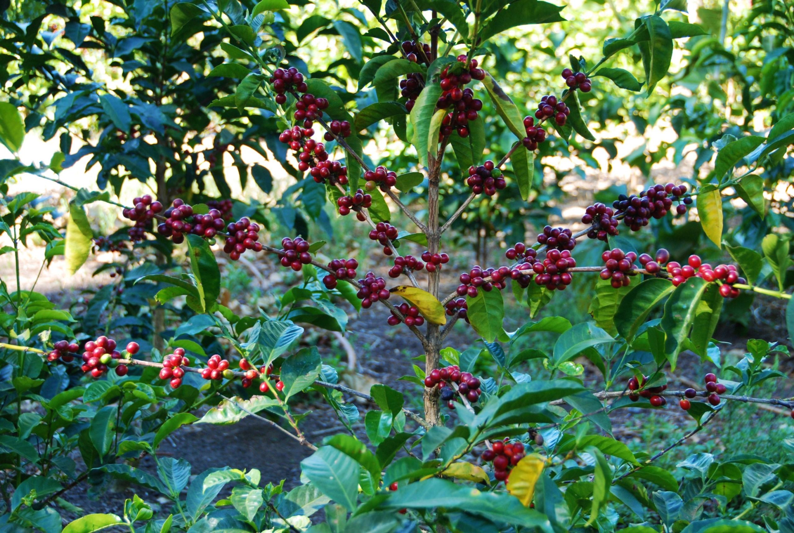 nuguo cherry